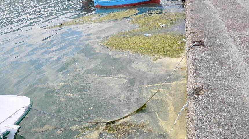 Gerze&rsquo;de liman i&ccedil;inde yosun ve &ccedil;&ouml;p kirliliği