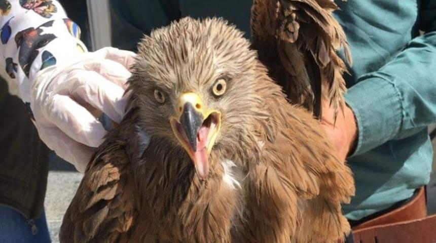 Van’da yaralı Kara Çaylak kuşu tedavi altına alındı