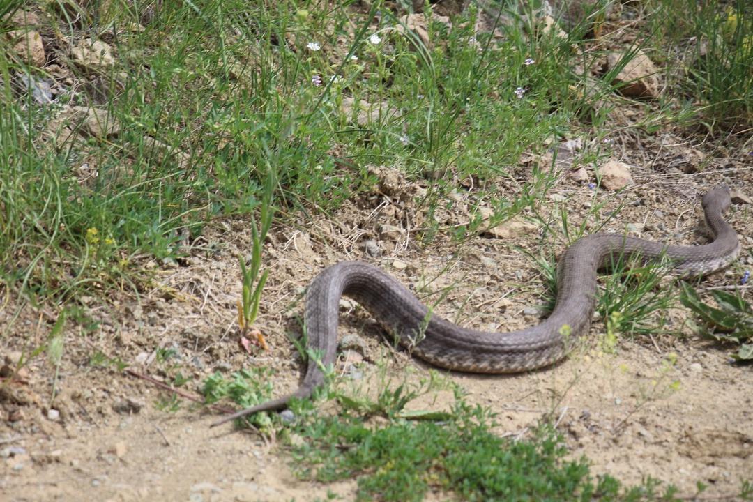 Oltu'da 1,5 metrelik Hopa engereği g&ouml;r&uuml;ld&uuml;  