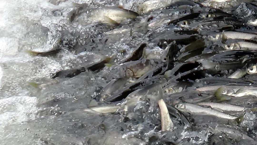  İnci kefalinin zorlu yolculuğu