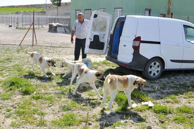 Keçiören’de can dostları koruma altında