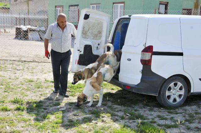 Keçiören’de can dostları koruma altında