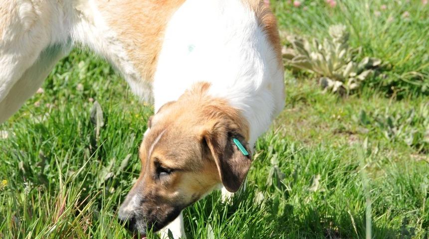 Ke&ccedil;i&ouml;ren&rsquo;de can dostları koruma altında