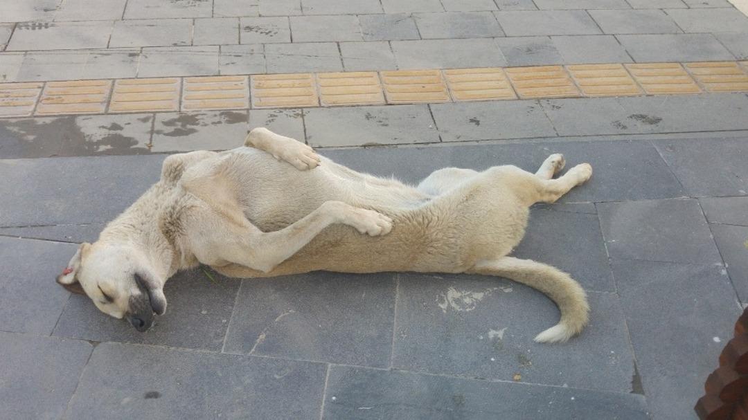 Sokak k&ouml;peği uyuma şekli ile dikkat &ccedil;ekiyor