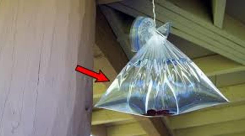 Sinekleri kovmak için kullandığı yöntem olay oldu! Gerçekten işe yarıyor mu?