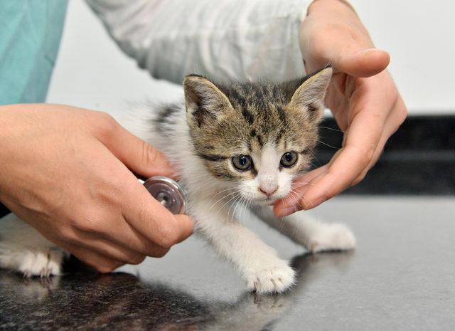 Yavru kedi, otomobil motorunda İstanbul'dan Antalya'ya geldi