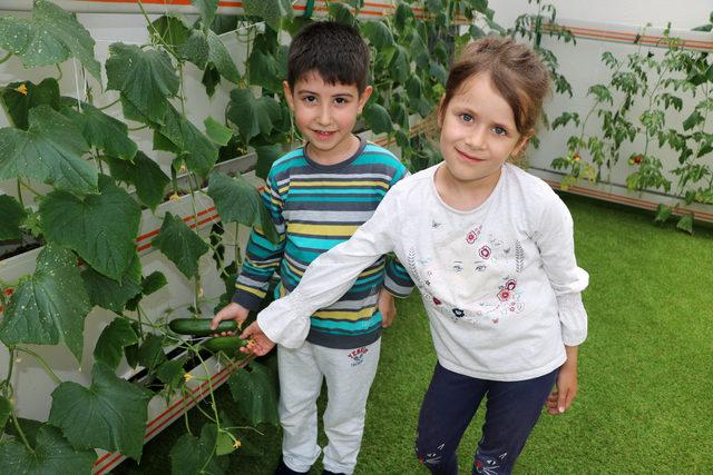 Anaokulu öğrencileri çatıda yetiştirdikleri ürünleri yiyor