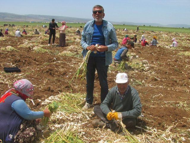 Şehit aileleri ve gazilerin sarımsak ihtiyacı ücretsiz karşılanacak