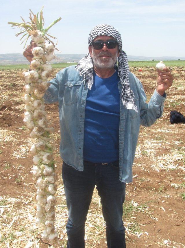 Şehit aileleri ve gazilerin sarımsak ihtiyacı ücretsiz karşılanacak