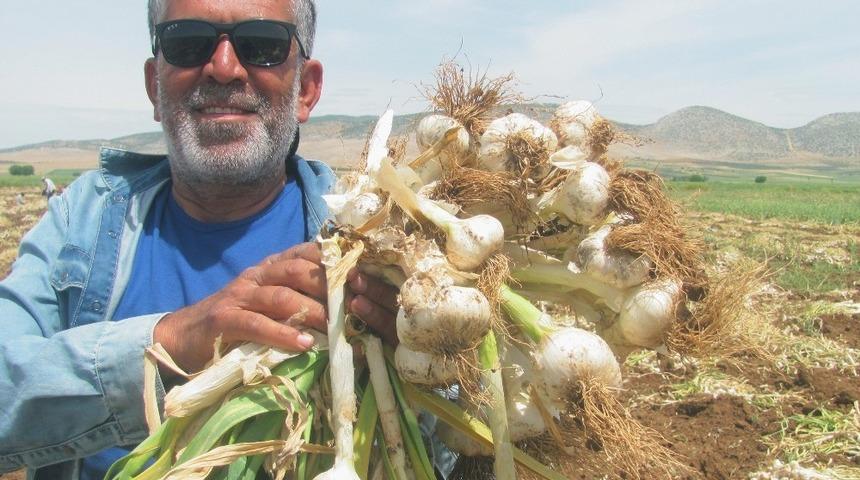 Şehit aileleri ve gazilerin sarımsak ihtiyacı ücretsiz karşılanacak