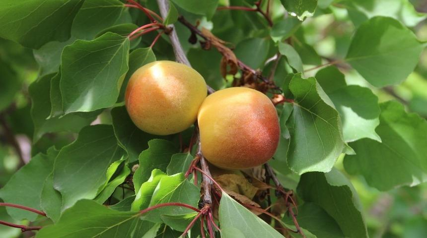 Darende&rsquo;de kayısı &uuml;reticisi bu sezondan umutlu