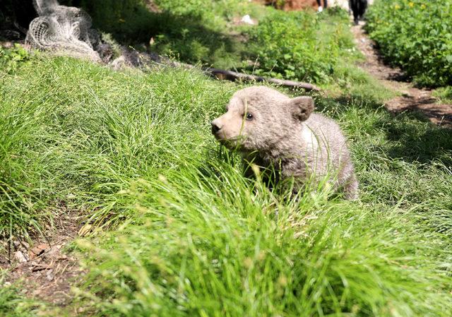 Trabzon'da bulunan ayı yavrusu 'Yogi', Bursa'ya gönderildi