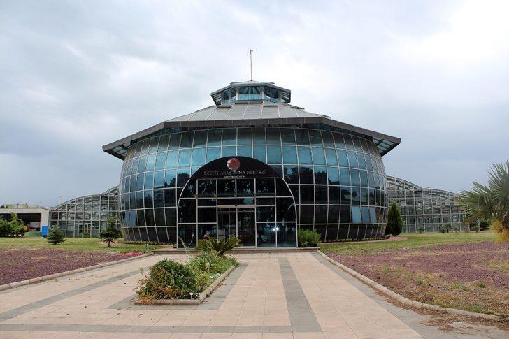 Yurt dışına kaçırılmak istenen Ters Lale bu tesiste çoğaltıldı G2