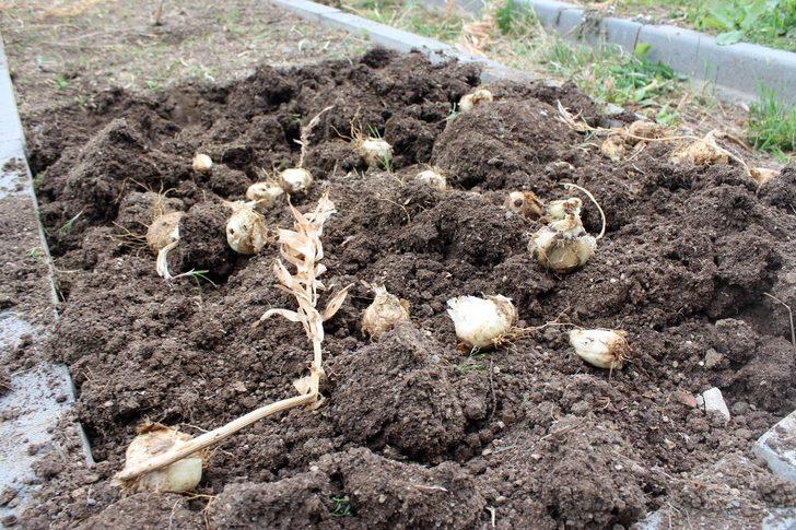 Yurt dışına kaçırılmak istenen Ters Lale bu tesiste çoğaltıldı G3