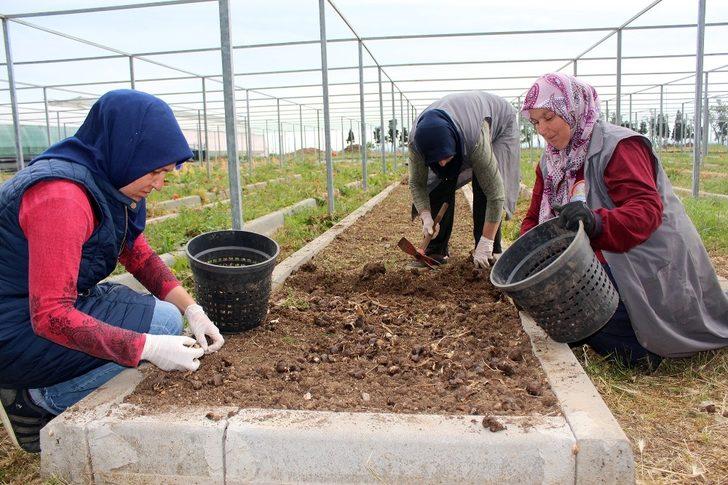 Yurt dışına kaçırılmak istenen Ters Lale bu tesiste çoğaltıldı G4