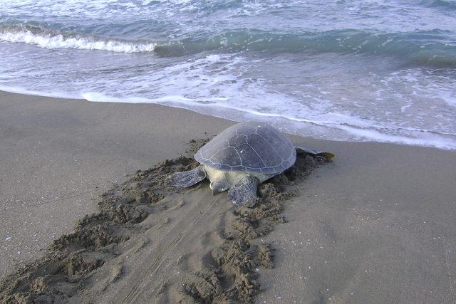 Akyatan kumsalı, yeşil deniz kaplumbağalarını ağırlayacak