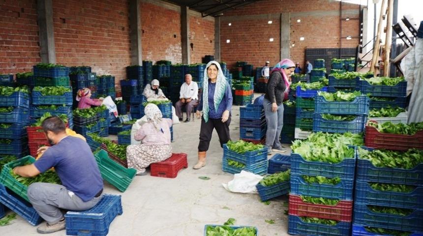 Sarıg&ouml;l&rsquo;de bağ yaprağı piyasası canlandı