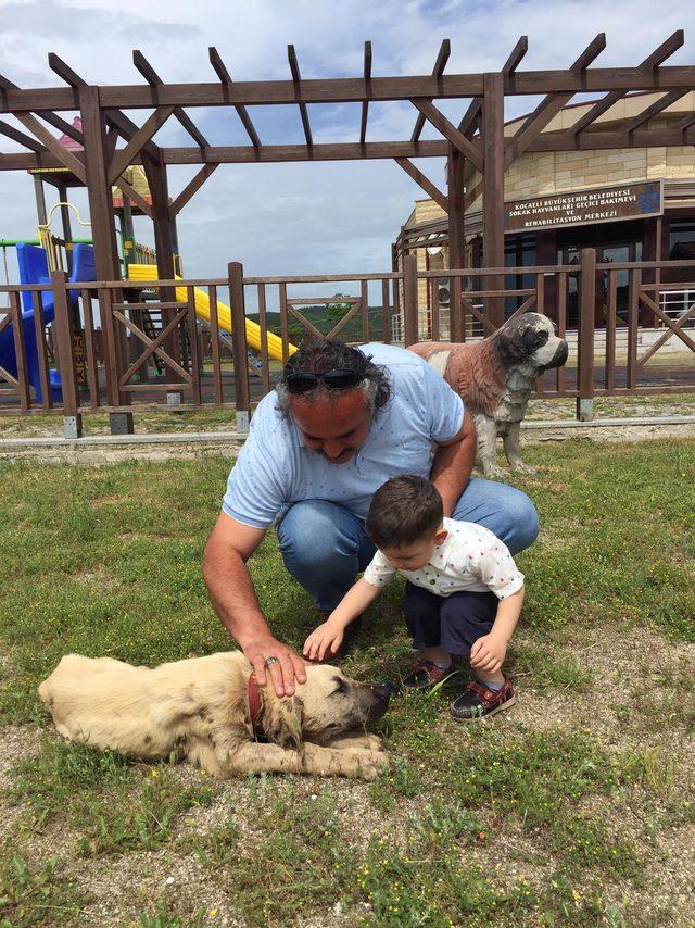 Zifte yapışan köpek tedavisinin ardından sahiplendirildi