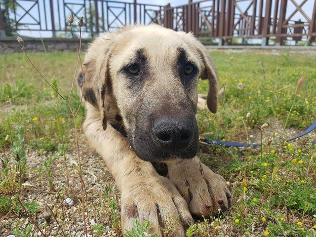 Zifte yapışan köpek tedavisinin ardından sahiplendirildi