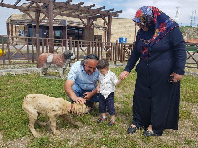 Zifte yapışan köpek tedavisinin ardından sahiplendirildi