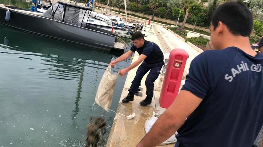 Deniz patlıcanı avlayan 2 kişiye 24 bin lira ceza