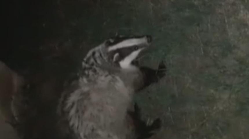 Tunceli&rsquo;de koruma altındaki "Porsuk" g&ouml;r&uuml;nt&uuml;lendi