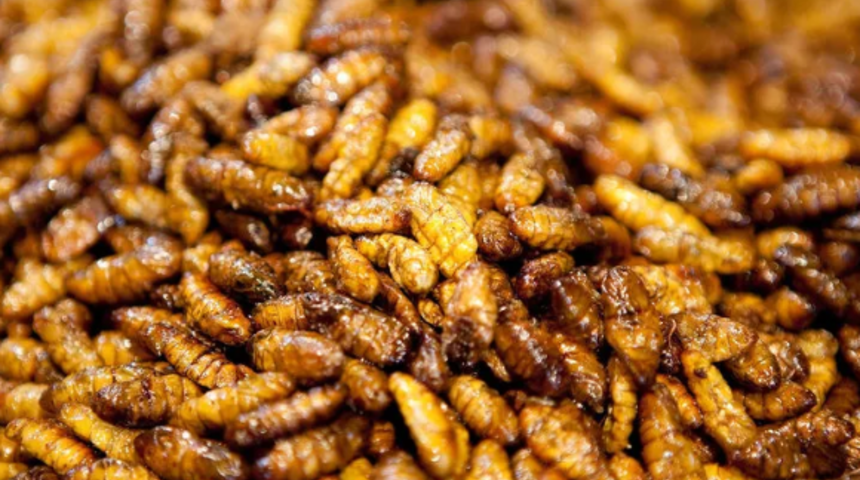 Çekirge yemek dünyayı kurtarabilir mi?