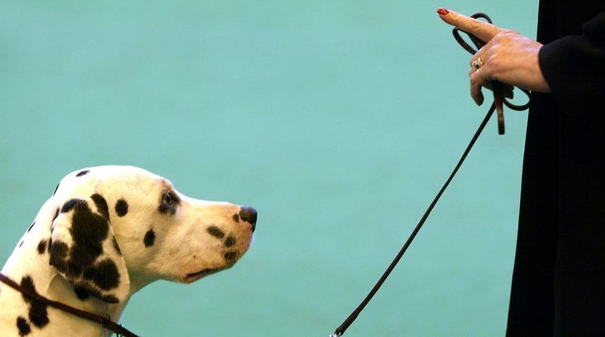 Doktorlardan uyarı: K&ouml;peğinizi tasmayı elinize dolayarak gezdirmeyin