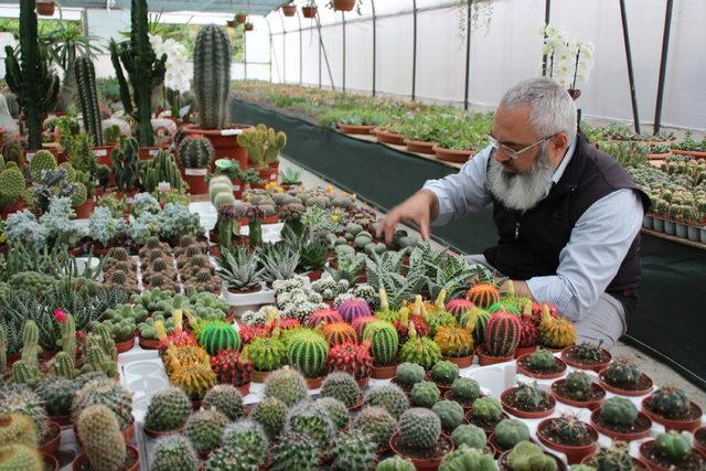 Serada 500 çeşit kaktüs yetiştiriyor