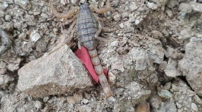 D&uuml;nyanın en zehirli akrebi T&uuml;rkiye'de ortaya &ccedil;ıktı