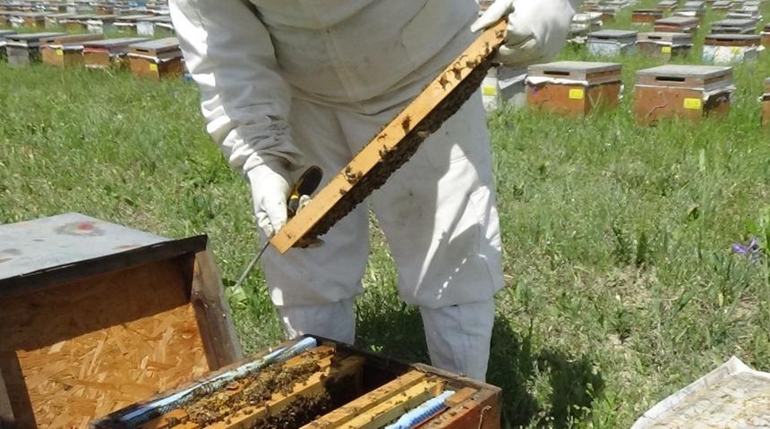 Gezgin arıcılar Muş Ovası’na gelmeye başladı
