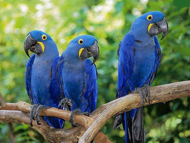 9h8w_blue-parrot-macaws