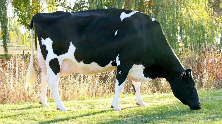 Bu ineğin sıradan g&ouml;r&uuml;nt&uuml;s&uuml;ne aldanmayın bir servet değerinde! 