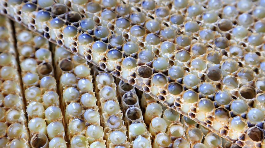 Propolis nedir? Hastalık savaşçısı propolis faydalarıyla şaşırtıyor