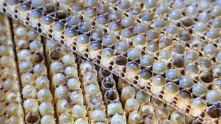 Propolis nedir? Hastalık savaşçısı propolis faydalarıyla şaşırtıyor