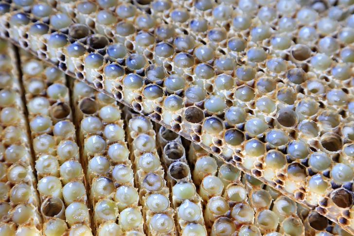 Okul çağındaki çocuklarda propolisin etkisi G1