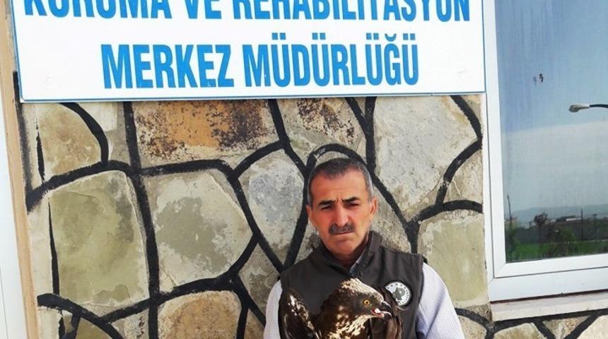 Yaralı Arı Şahin tedavi altına alındı