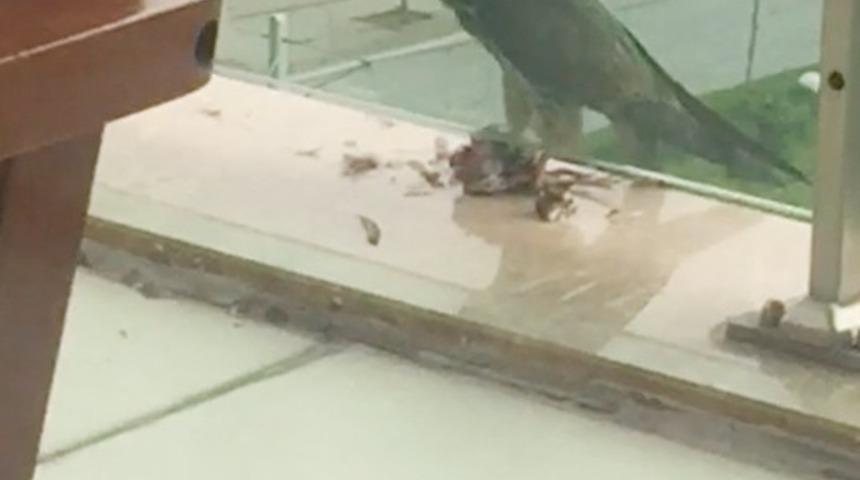 Bir binanın balkonunda yırtıcı kuş, g&uuml;vercini yedi