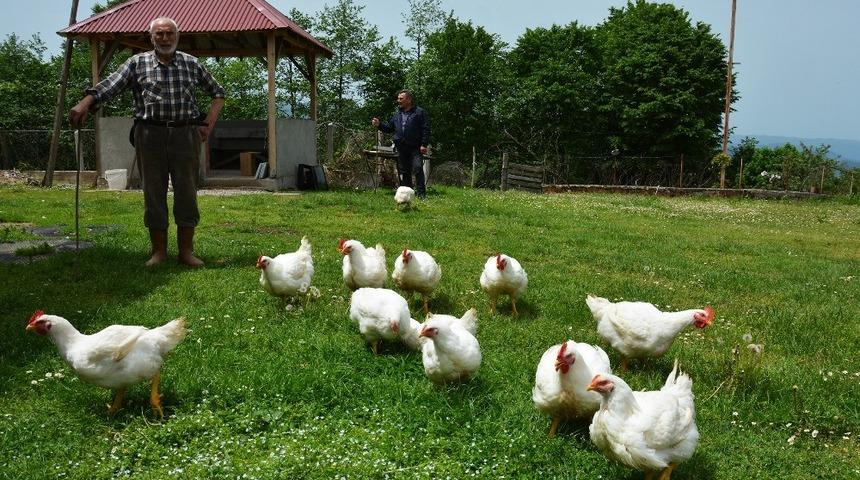 Her biri 6-8 kilo ağırlığına ulaşıyor