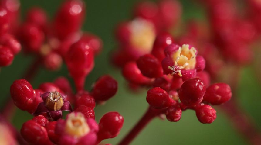 Bu bitkilerde kanser karşıtı etken maddeler bulundu