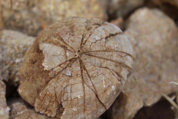  Adıyamanlı çoban 85 milyon yıllık fosil buldu G1