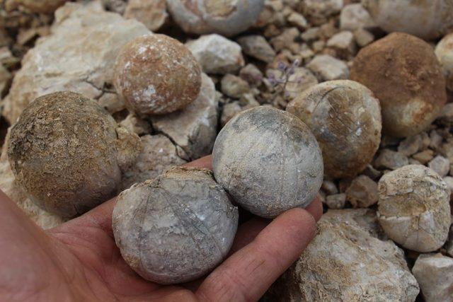 Adıyamanlı çoban 85 milyon yıllık fosil buldu