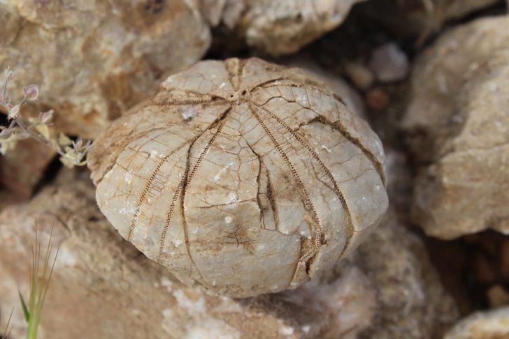  Adıyamanlı çoban 85 milyon yıllık fosil buldu G5