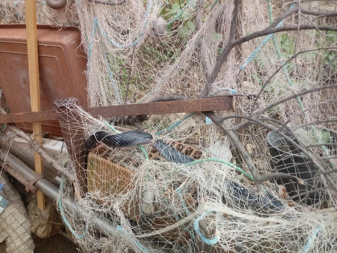 G&ouml;r&uuml;r g&ouml;rmez telefona sarıldılar! Evin bah&ccedil;esinden &ccedil;ıktı