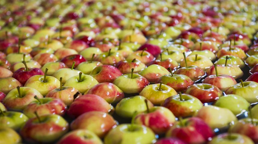 Neden elmaları yemeden &ouml;nce karbonatlı suda bekletmelisiniz?