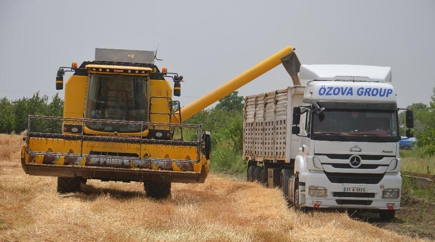 Hatay&rsquo;da buğday hasadı başladı