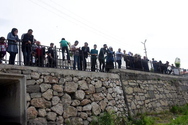 Şehir merkezinden geçen derede inci kefalinin göçünü izlediler