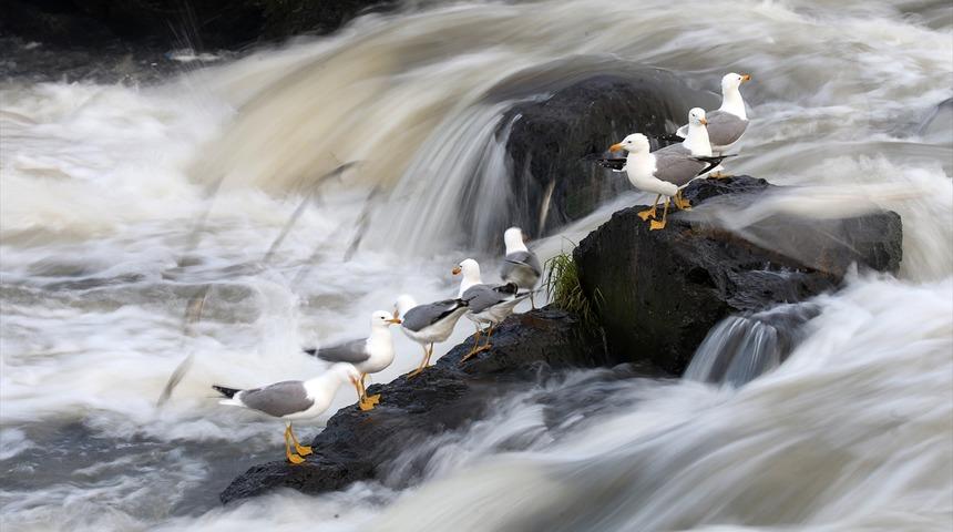 İnci kefalinin zorlu yolculuğunu izlediler