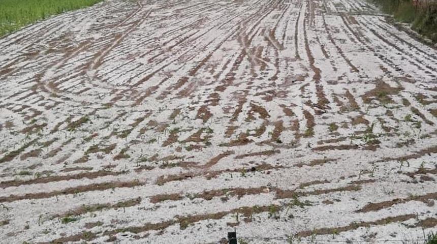 Amasya&rsquo;da doludan zarar g&ouml;ren tarım arazilerinde hasar tespit &ccedil;alışmalarına başlandı