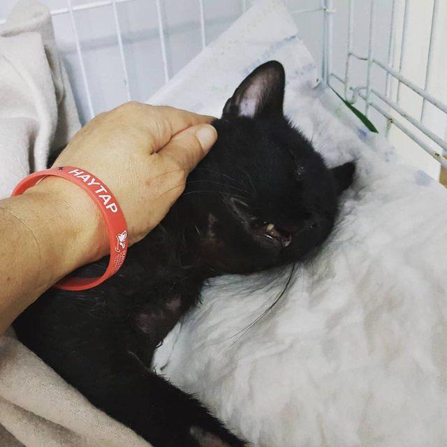 Pitbull'un saldırdığı kedi ağır yaralandı